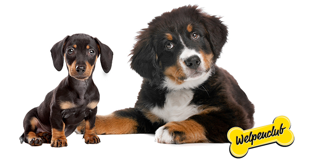 gratisartikel fressnapf