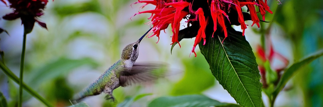 Kolibri