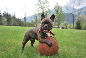 french bulldog 2365684 1920 | Rabatt-Coupon.com | Überall sparen mit Gutscheinen