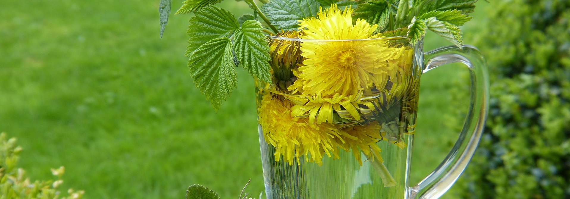 löwenzahn 1 | Rabatt-Coupon.com | Überall sparen mit Gutscheinen