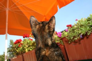 cat 661478 1920 | Rabatt-Coupon.com | Überall sparen mit Gutscheinen