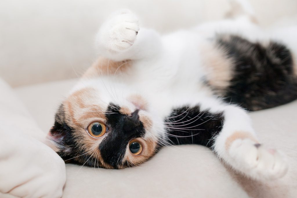 cat 649164 1920 | Rabatt-Coupon.com | Überall sparen mit Gutscheinen