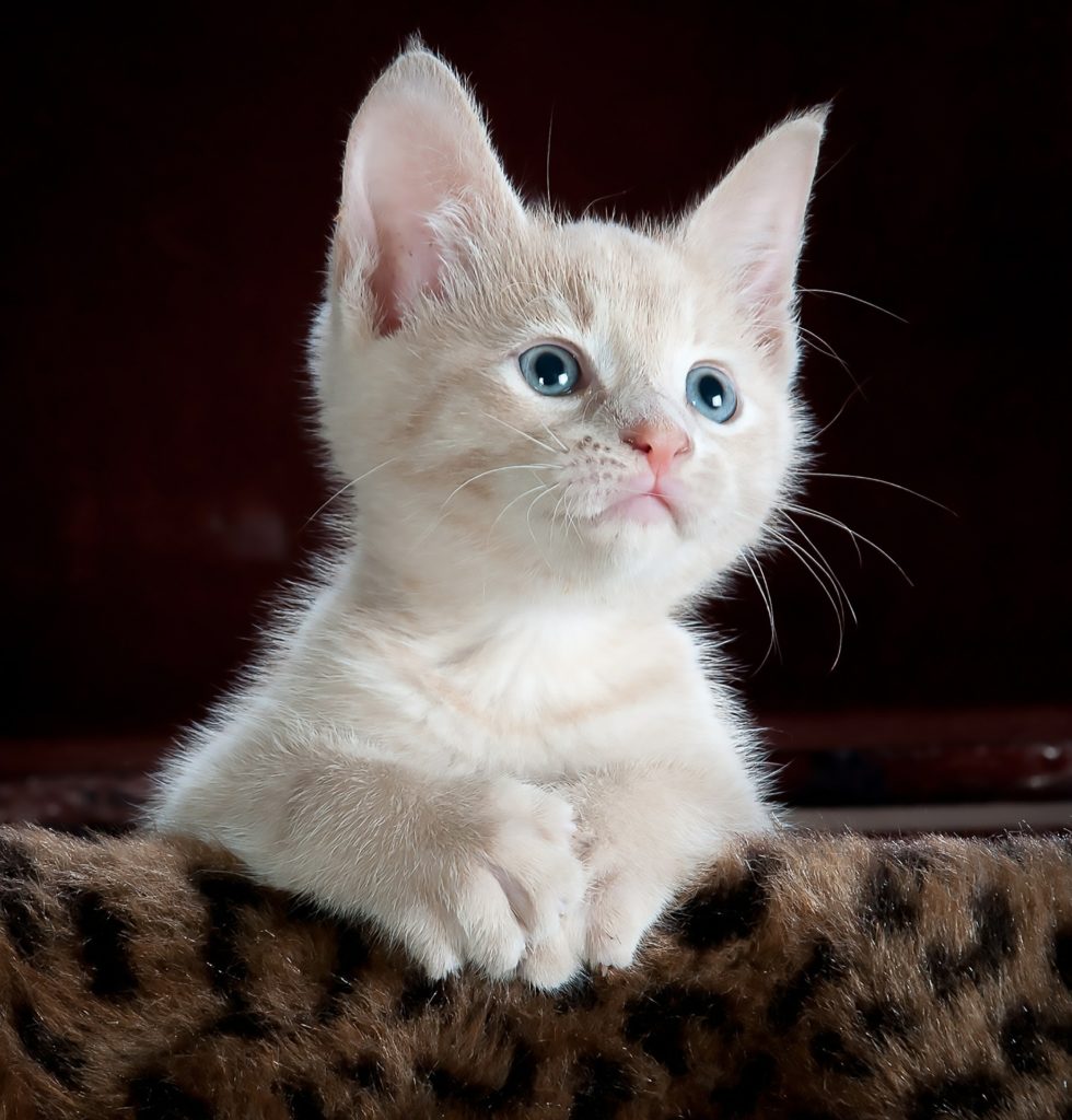 kitty 551554 1920 | Rabatt-Coupon.com | Überall sparen mit Gutscheinen