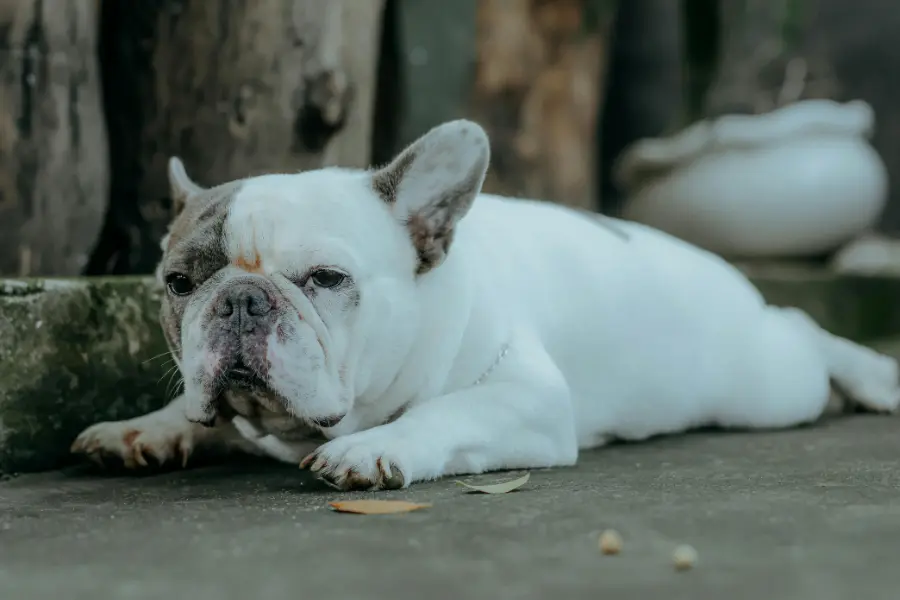 Französische Bulldogge liegt ausgestreckt auf dem Boden und blickt müde in die Kamera