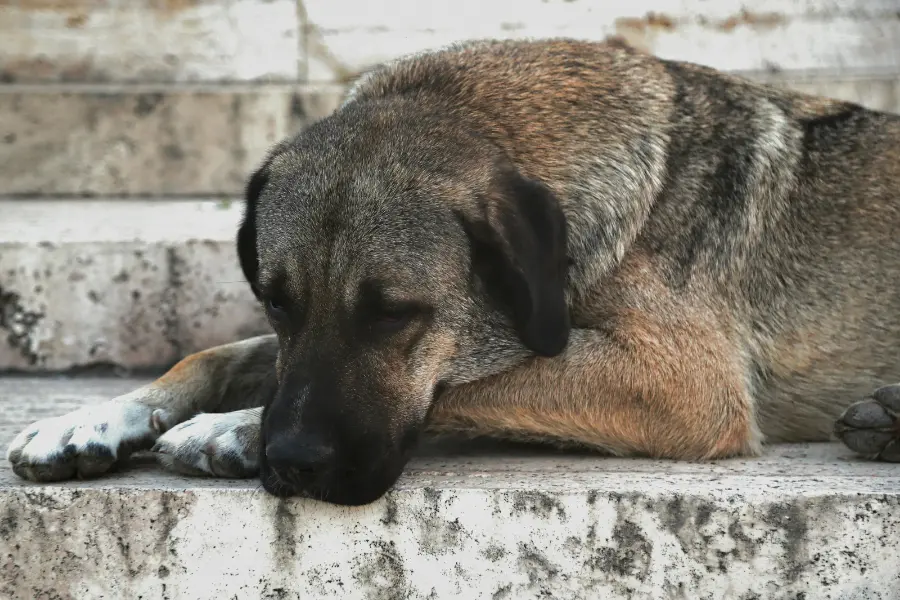 Kangal-Hund liegt auf einer Treppe und ruht mit gesenktem Kopf