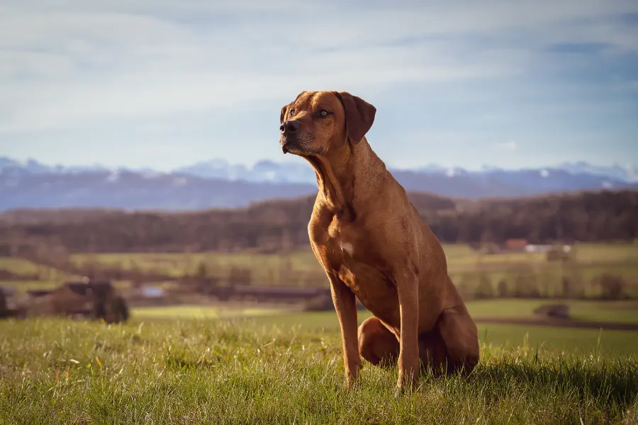 Thai Ridgeback sitzt majestätisch auf einer Wiese mit Blick auf die Berge