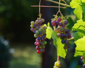 Trauben | Rabatt-Coupon.com | Überall sparen mit Gutscheinen