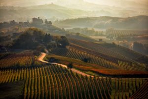 Weinberg | Rabatt-Coupon.com | Überall sparen mit Gutscheinen