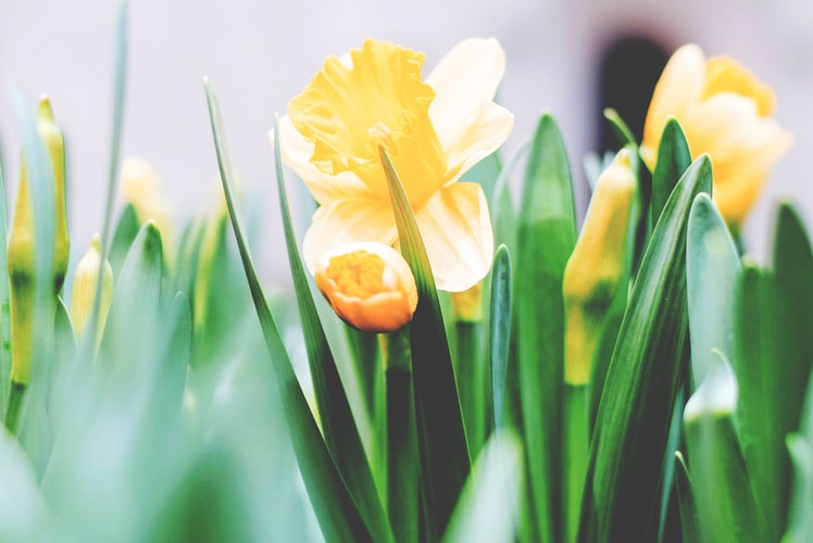 Schöne gelbe Bumen | blumenfee gutschein