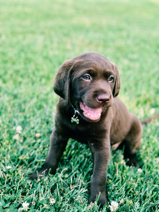 Ein süßer Labrador Welpe sitzt auf einer Wiese