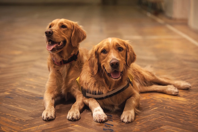 Zwei goldige Golden Retriever 
