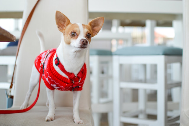 Ein neugieriger Chihuahua