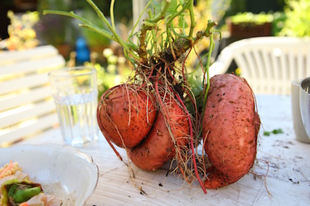 yam 1716421 1920 | Rabatt-Coupon.com | Überall sparen mit Gutscheinen