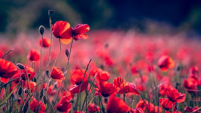 Ein weites Feld voller leuchtend roter Mohnblumen im Sonnenlicht mit unscharfem Hintergrund | Euroflorist Gutschein
