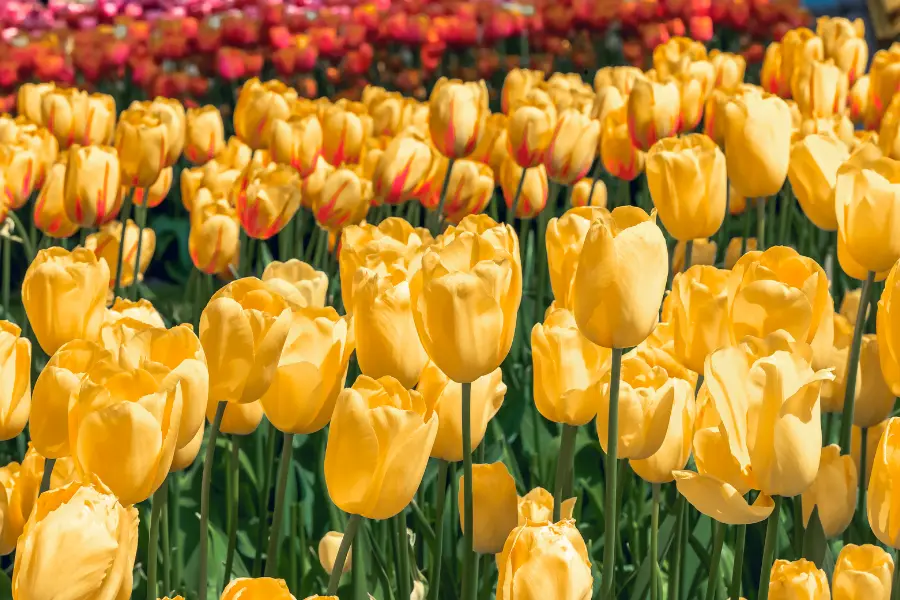 Rabattcoupons Leuchtend gelbe Tulpen blühen dicht beieinander in einem farbenfrohen Tulpenfeld.