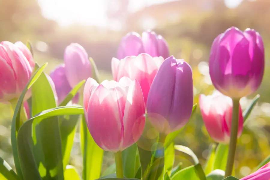 Rabatt Coupon Nahaufnahme von rosa und violetten Tulpen in einem sonnigen Garten mit weichem Hintergrund und warmem Licht.