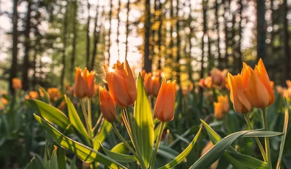 Ein Feld mit orangefarbenen Tulpen im Wald, durch die das warme Licht der untergehenden Sonne scheint.