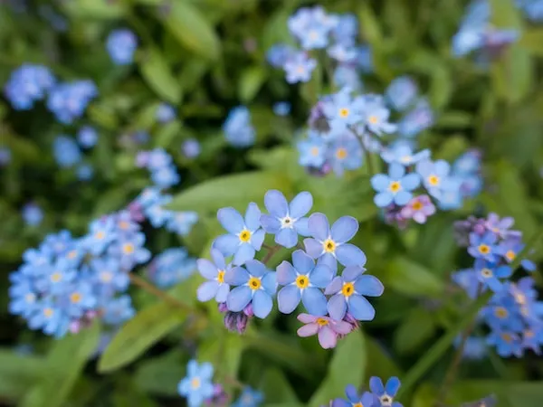 Nahaufnahme von zarten, blauen Vergissmeinnicht-Blüten mit gelber Mitte vor grünem Blätterhintergrund.