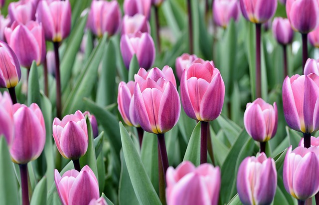 Rosafarbene Tulpen | Rabatte Coupons