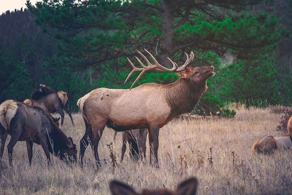 Einige Hirsche im Wald | Rabatte Coupons