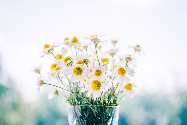 Gänseblümchen in einer Vase | Rabatte Coupons