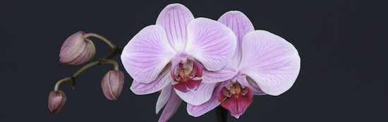 Rabatte Coupons Sie kommt aus dem Regenwald | rabatte coupon