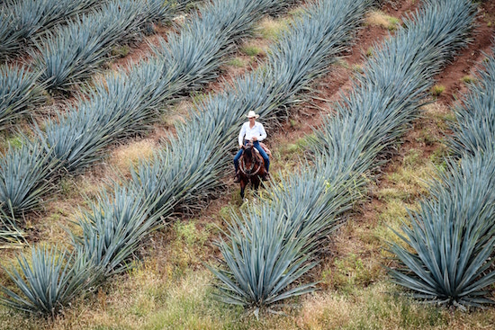 Tequila besteht aus Agave | rabatte coupon
