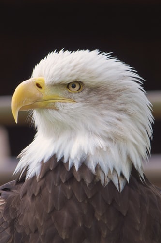 Bald Eagle | Rabatt-Coupon.com | Überall sparen mit Gutscheinen