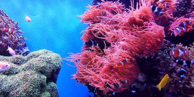 Unterwasserwelt mit Korallenriffen | Rabatte Coupon
