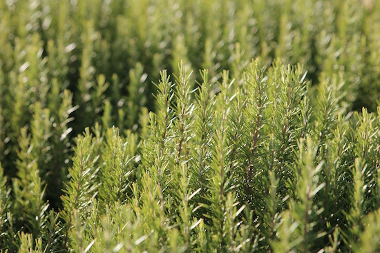 rabattecoupons Rosmarin als Küchenkraut | rabatte coupon