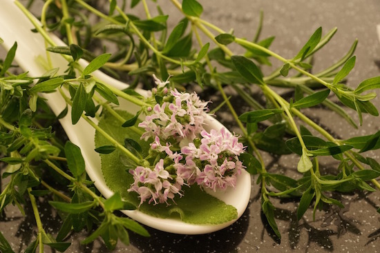 rabattecoupons Thymian riecht gut | rabattecoupons