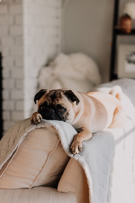 Hund auf Sofa | rabatte coupon 