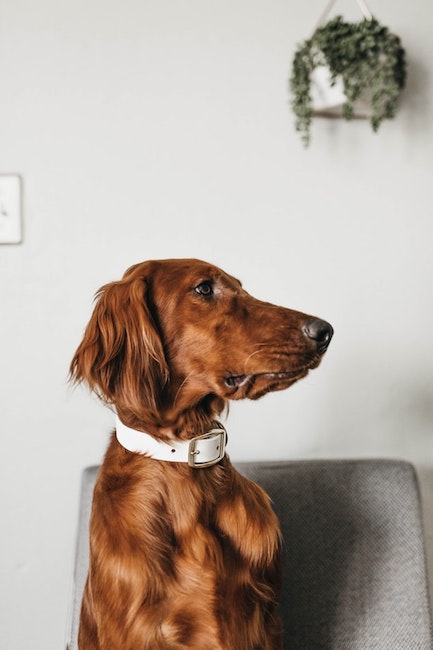 Hund auf Stuhl | rabatte coupons