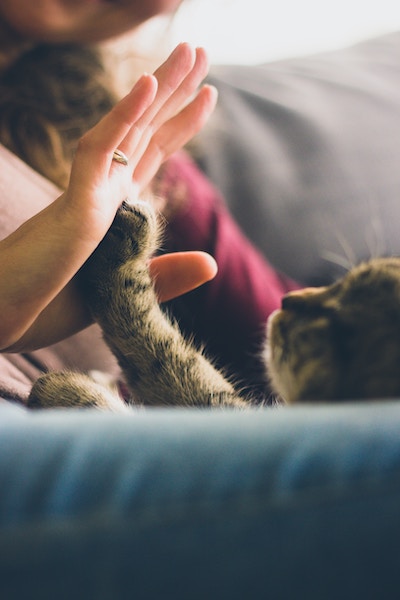 Katzen erziehen | Katze || www.rabatt-coupon.com
