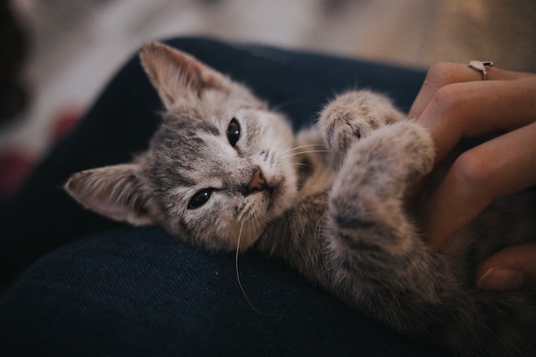 Katzen erziehen| Katze | www.rabatt-coupon.com