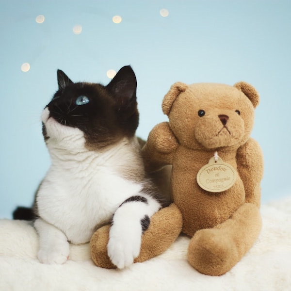 rabatte coupon Eine Katze und ein Teddy sitzen zusammengekuschelt da | rabatte coupon