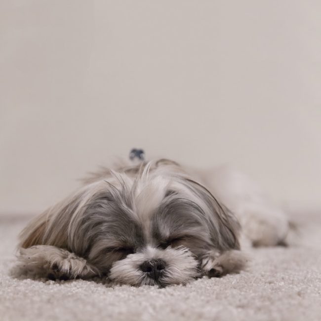 kleiner flauschiger Hund | rabatte coupons