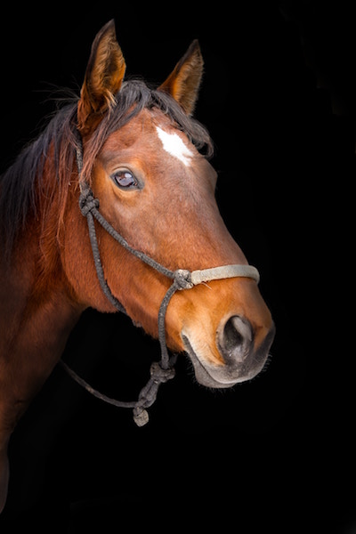 Das braune Pferd | rabatte coupons