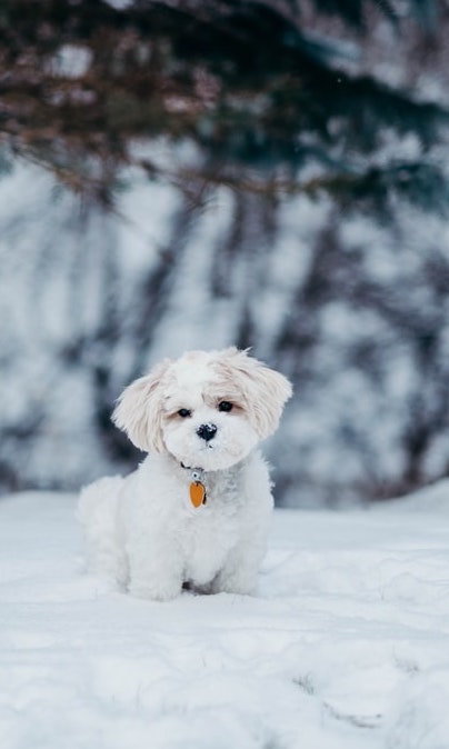 Hunde im Winter | Doggiepack Gutschein | www.rabatt-coupon.com