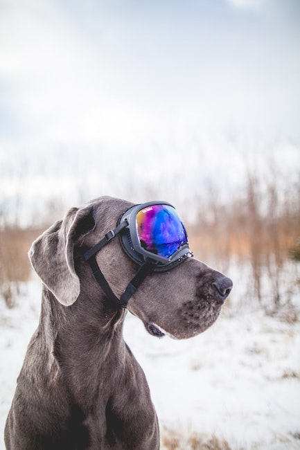 Hund | Bergfreunde Gutscheind
