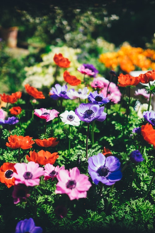 Garten Ostern Gutschein | www.rabatt-coupon.com