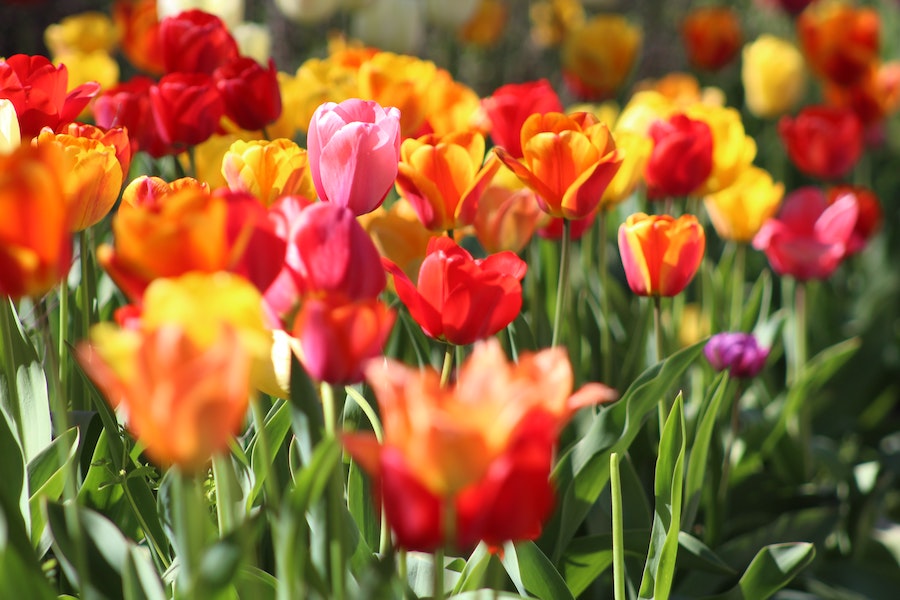Garten Ostern Gutschein | www.rabatt-coupon.com