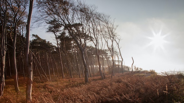 Mit unserem Buch24 Gutschein könnt ihr den Reiseführer für euren Urlaub zum Schnäppchenpreis ergattern. Wälder in Deutschland Buch24 Gutschein | www.rabatt-coupon.com