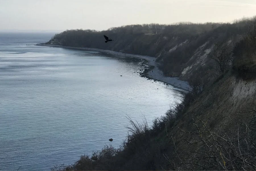 Ruhige Küstenlandschaft mit steiler bewaldeter Klippe, grauem Meer und einem fliegenden Vogel über der Bucht.