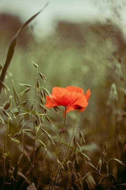 Klatschmohn | Hausmittel gegen Blattläuse | rabatte coupons