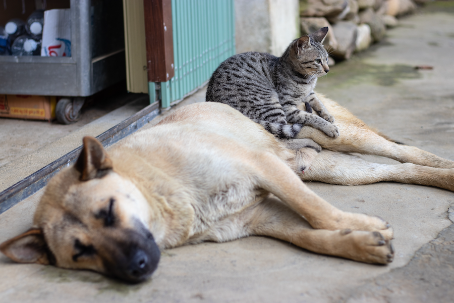 Hund und Katze | www.rabatt-couponc.om