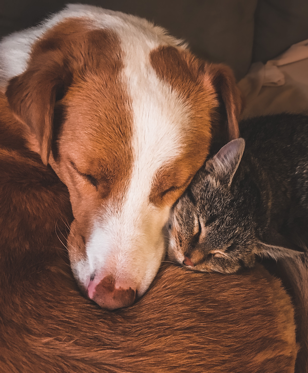 Wie gewöhne ich einen Hund an eine Katze | www.rabatt-coupon.com