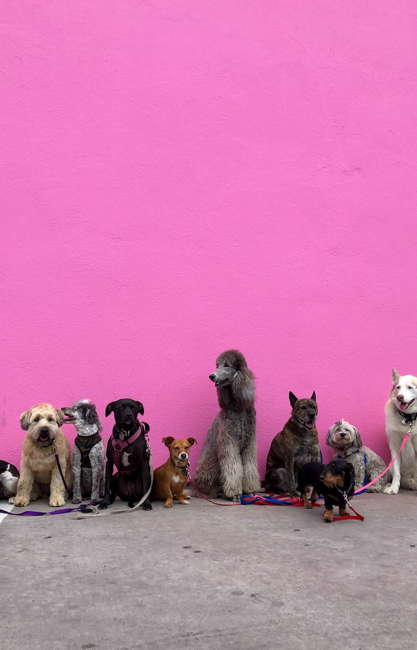 gesunde Hundeernährung | Dog Fit Gutschein | www.rabatt-coupon.com