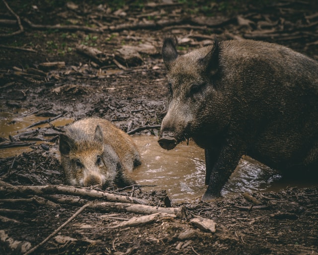 Überlebenstipps in der Wildnis | Fritz Berger Gutschein | www.rabatt-coupon.com