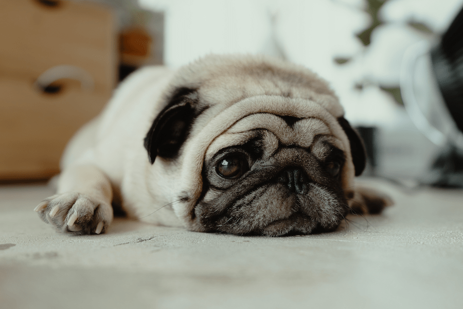 Mops Haltung | Mops Futter | tierisch-verliebt.de Gutschein | www.rabatt-coupon.com